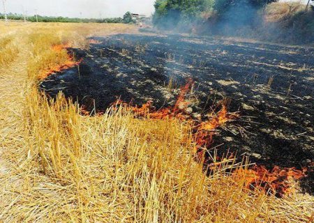 مرگ تدریجی مزارع با آتش زدن بقایای محصول