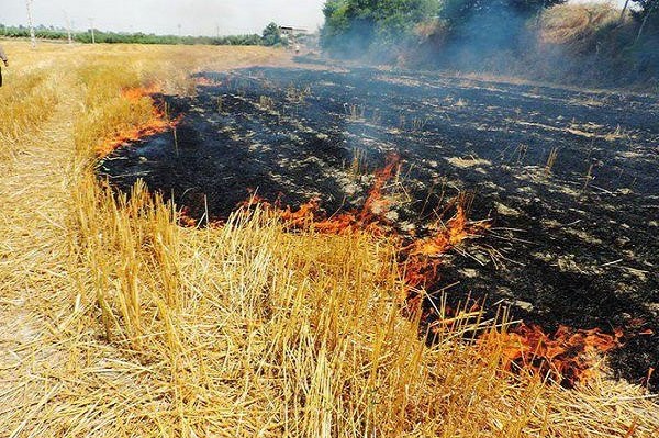 مرگ تدریجی مزارع با آتش زدن بقایای محصول