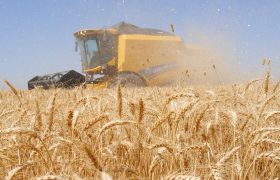 پیش بینی تولید ۴۰ هزار تن گندم در فیروزآباد