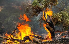 آتش‌سوزی در جنگل‌های کوهمره / نیروهای منابع طبیعی در حال پایش هستند