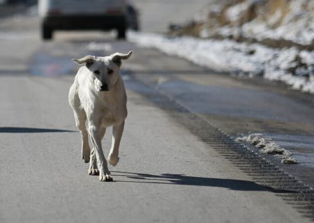 ‌اجرای راهکارهای علمی برای جمع‌آوری و نگهداری سگ‌های ولگرد در شیراز