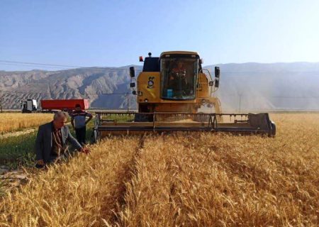 تاکنون ۸۱۵ هزار تن گندم از مزارع فارس برداشت شده است
