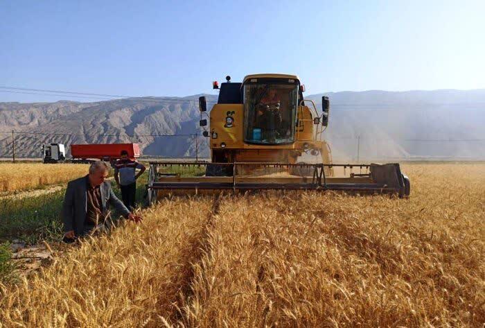 تاکنون ۸۱۵ هزار تن گندم از مزارع فارس برداشت شده است