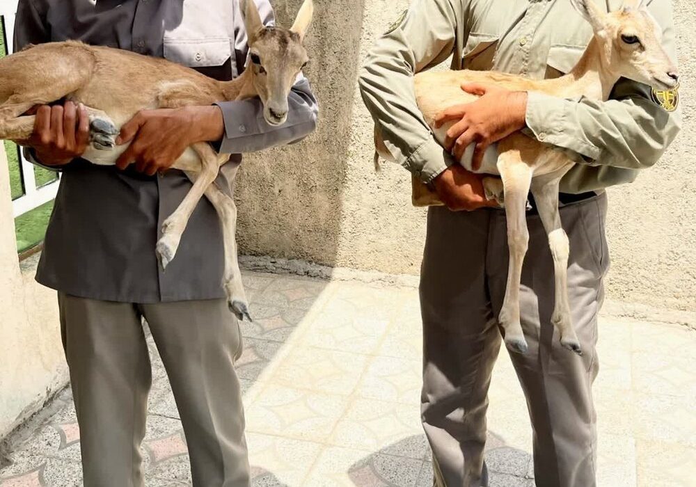 کشف ۲ بره میش وحشی در منزل شکارچی متخلف در کازرون 