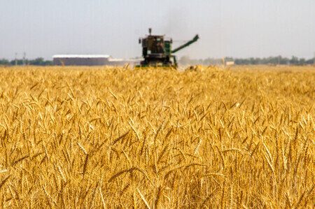 بهای جو به کشاورزان فارس پرداخت شد 