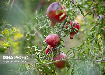 پنجمین جشنواره انار و خرما در خاوران برگزار می‌شود