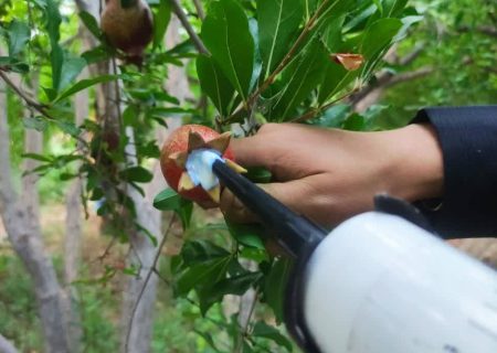 بازدید مدیر حفظ‌نباتات فارس از پروژه “پیش‌آگاهی کرم گلوگاه انار” نی‌ریز