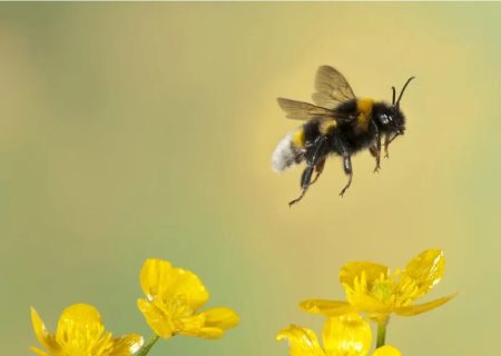 زنبورها جلوی ساخت مرکز داده هسته‌ای هوش مصنوعی متا را گرفتند!