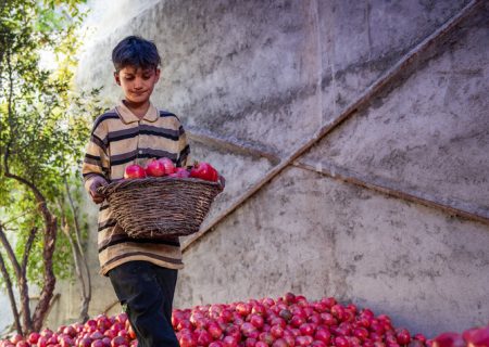 ۳۴ درصد انار کشور در فارس تولید می‌شود