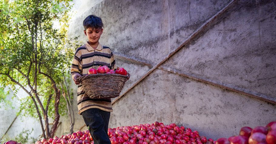 ۳۴ درصد انار کشور در فارس تولید می‌شود