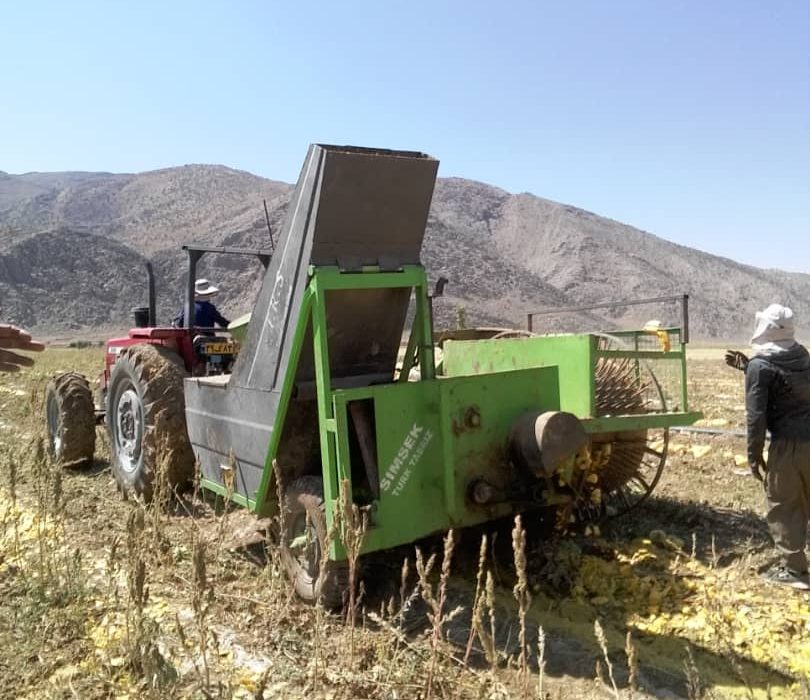 برداشت کدوی آجیلی از مزارع اقلید؛ رکورددار تولید کدوی آجیلی فارس