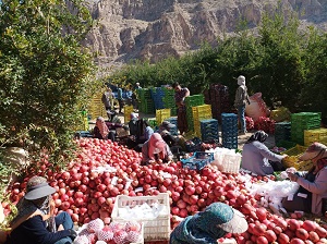 برداشت انار از باغ‌های فسا آغاز شد