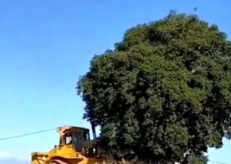 درخت ۷۰۰ ساله بلوط را در استان فارس ریشه کن کردند ! / چه کسی چنین مجوز تاسفباری به راهداری داد