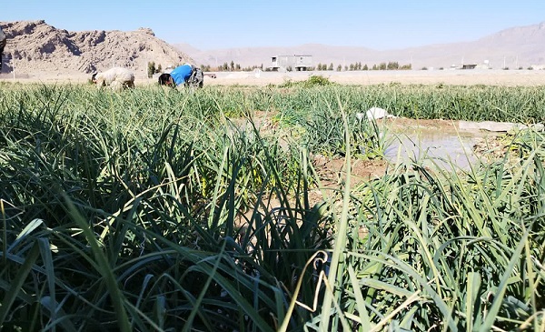 پنج هزار تن سیرسبز بیضا در راه میادین میوه و سبزی