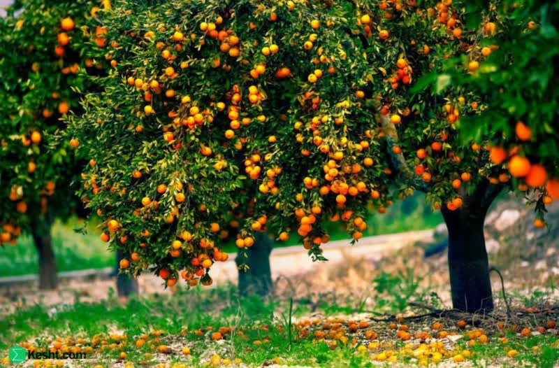 پیش بینی تولید ۷۳ هزار تن پرتقال در شهرستان فسا