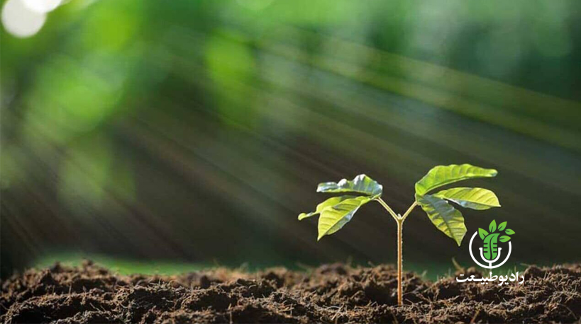 خاک، گنجینه‌ای در خطر: نگاهی به آلودگی خاک و تبعات آن