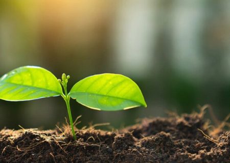 پویش کاشت ۵ میلیون بذر گیاهان بومی در ارتفاعات شیراز
