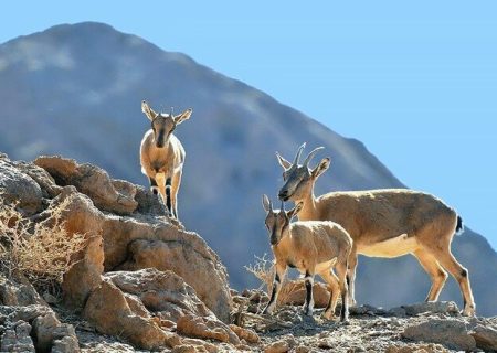 گونه‌های مختلف جانوری و گیاهی نقش مهمی در زنجیره غذایی دارند