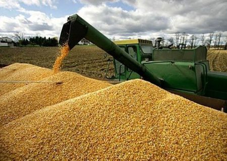 آمادگی کامل خرید تضمینی گندم سال ۱۴۰۴ را در فارس داریم