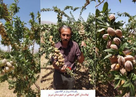 باغدار نی‌ریزی بادامکارنمونه ملی شد