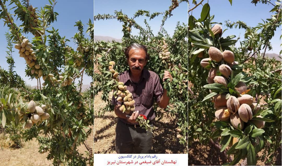 باغدار نی‌ریزی بادامکارنمونه ملی شد