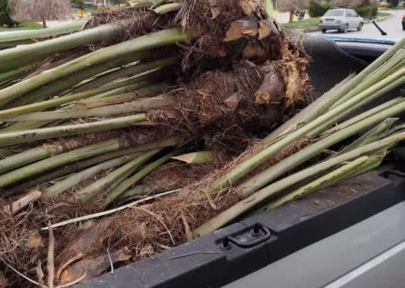 برگزاری مانور برخورد با حمل و نقل بدون ضابطه پاجوش خرما در فارس