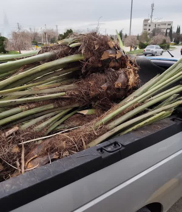 برگزاری مانور برخورد با حمل و نقل بدون ضابطه پاجوش خرما در فارس