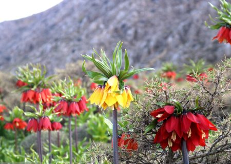 برداشت غیرمجاز لاله‌های واژگون در خارج از محدوده فارس بوده است / تخریب منابع طبیعی را گزارش دهید