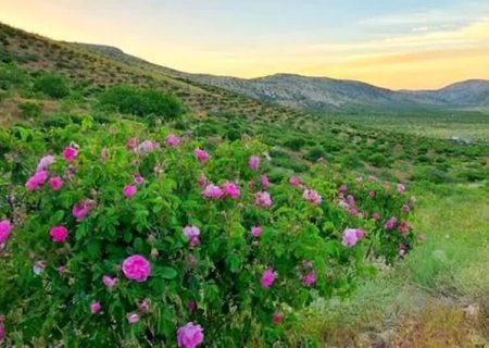پیش‌بینی تولید ۲۰ هزار تن گل محمدی در فارس