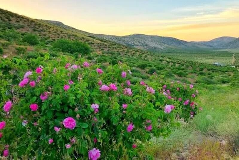 پیش‌بینی تولید ۲۰ هزار تن گل محمدی در فارس