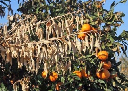 تلاش داریم چالش‌های اصلی گیاه پزشکی کشور را با تحقیق حل کنیم