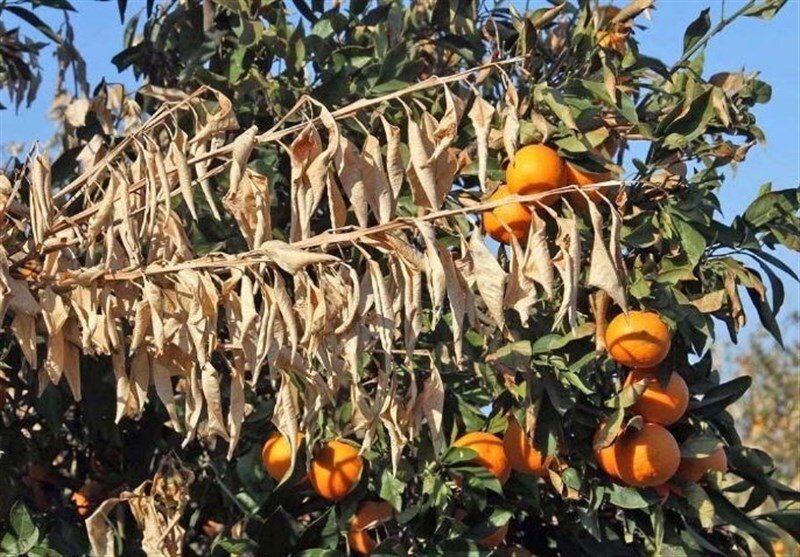 تلاش داریم چالش‌های اصلی گیاه پزشکی کشور را با تحقیق حل کنیم