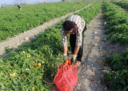 آغاز کشت نشایی گوجه فرنگی در  ۱۲۰۰ هکتار از اراضی  ارسنجان