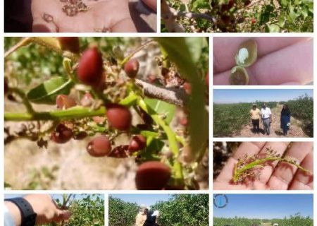 بازدید سرناظر بیمه کشاورزی فارس از باغ‌های پسته نی‌ریز
