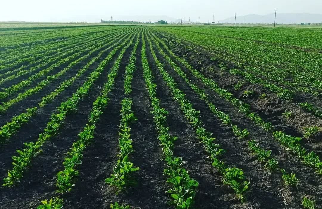 افزایش ۶۰۰ درصدی کشت چغندرقند در فیروزآباد