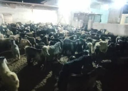 محموله قاچاق ۲۸۱ راسی دام در بیضا متوقف شد