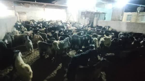 محموله قاچاق ۲۸۱ راسی دام در بیضا متوقف شد