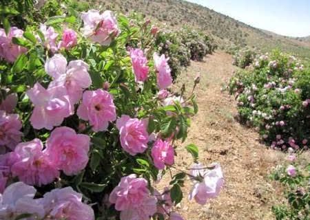پیش بینی تولید ۲۰ هزارتن گل محمدی در فارس