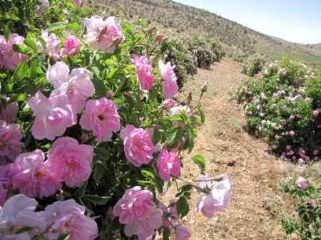 پیش بینی تولید ۲۰ هزارتن گل محمدی در فارس