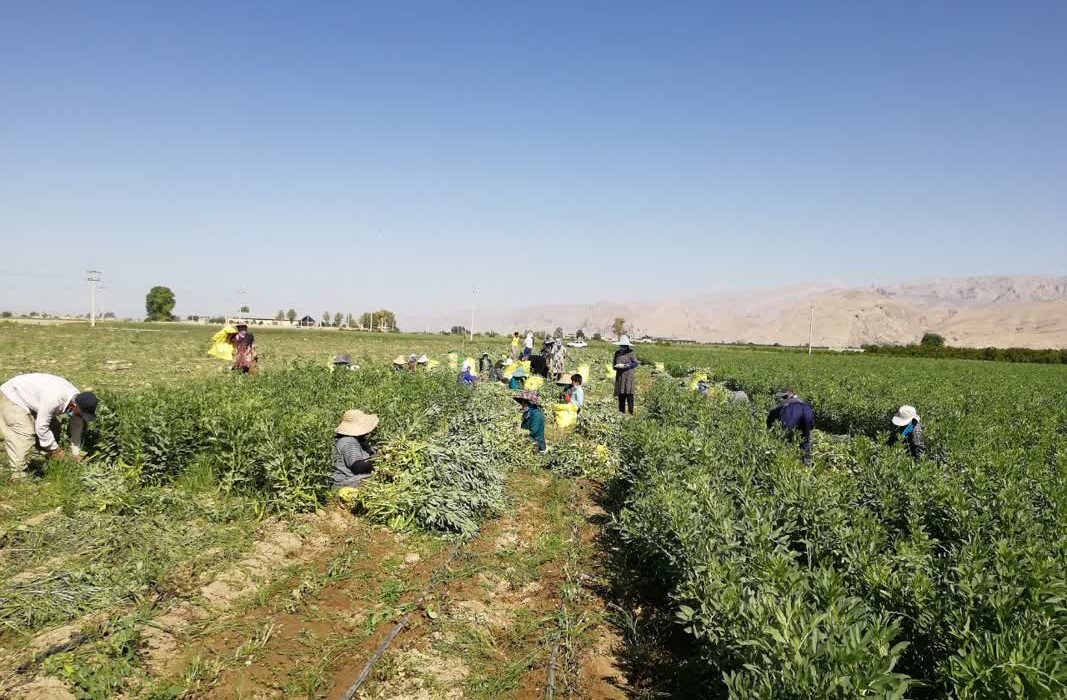 برداشت باقلا از مزارع فسا در حال انجام است