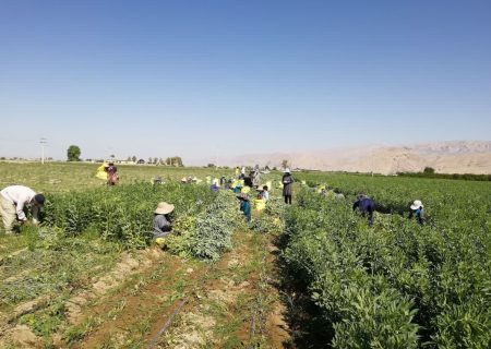برداشت باقلا از مزارع فسا در حال انجام است