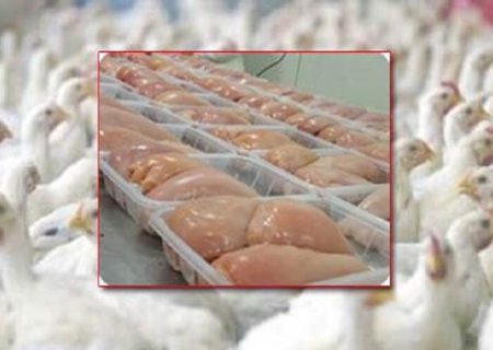 افزایش ۲۴ درصدی تولید گوشت مرغ در فارس