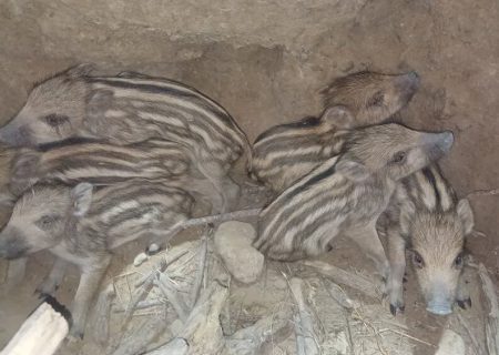 نجات ۶ توله گراز از مرگ حتمی در کازرون