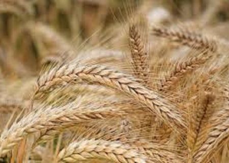 آغاز پرداخت مطالبات گندم‌کاران در فارس