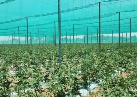 سهم ۴۰ درصدی فارس از اعتبارات توسعه گلخانه‌های اقلیم
