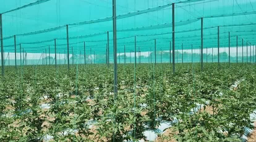 سهم ۴۰ درصدی فارس از اعتبارات توسعه گلخانه‌های اقلیم