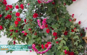 گزارش تصویری | برداشت گل محمدی از باغات میمند فارس