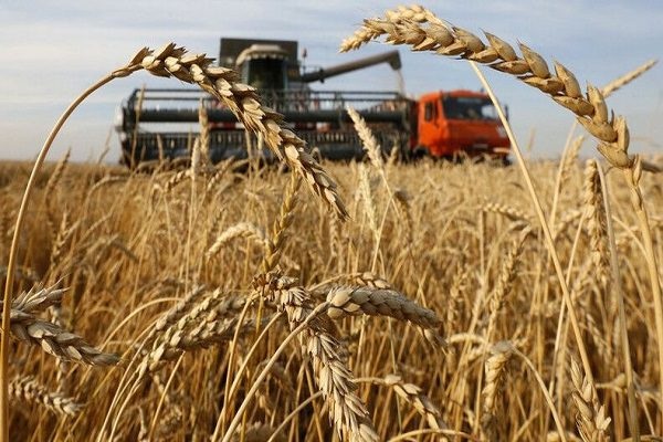 ۸۰ درصد مزارع جو در بیضا برداشت می‌شود
