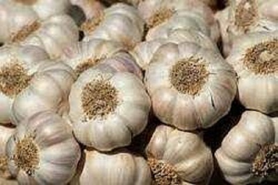 پیش بینی تولید ۱۲۰  تن سیر خشک در بیضا