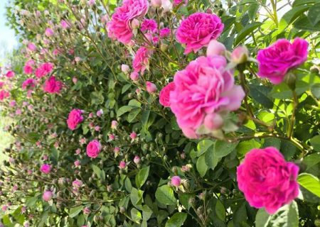 اشتغال ۱۰۰ نفر در گلستان های بیضا